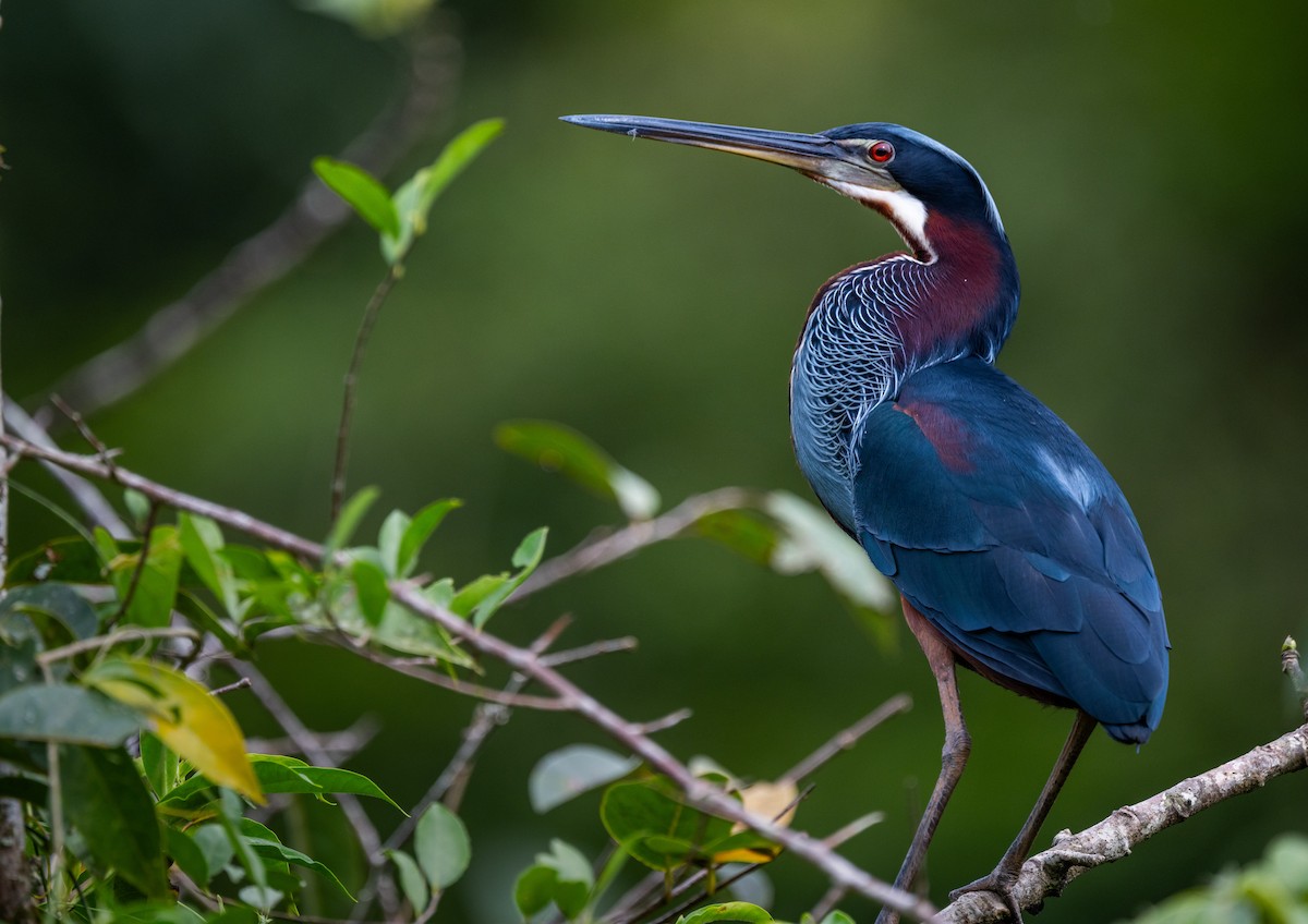 Agami Balıkçılı - ML645816654