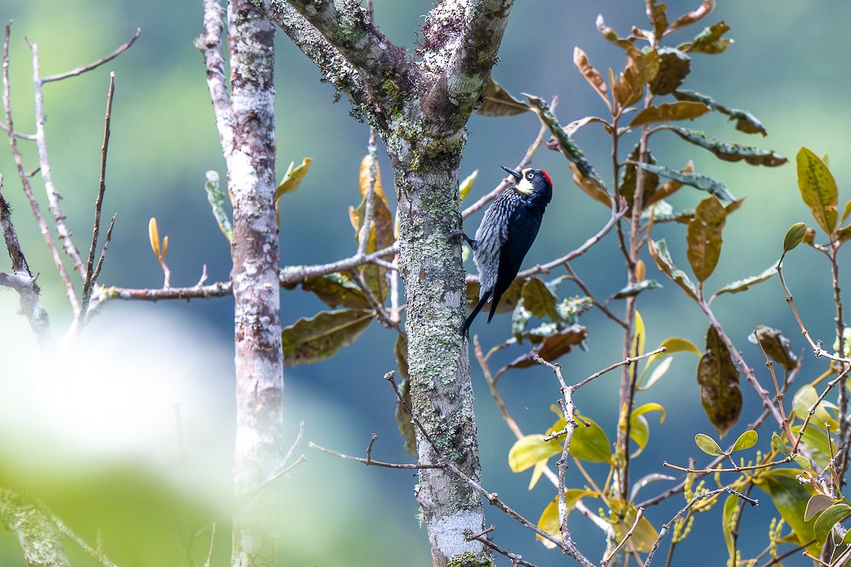Acorn Woodpecker - ML645816655