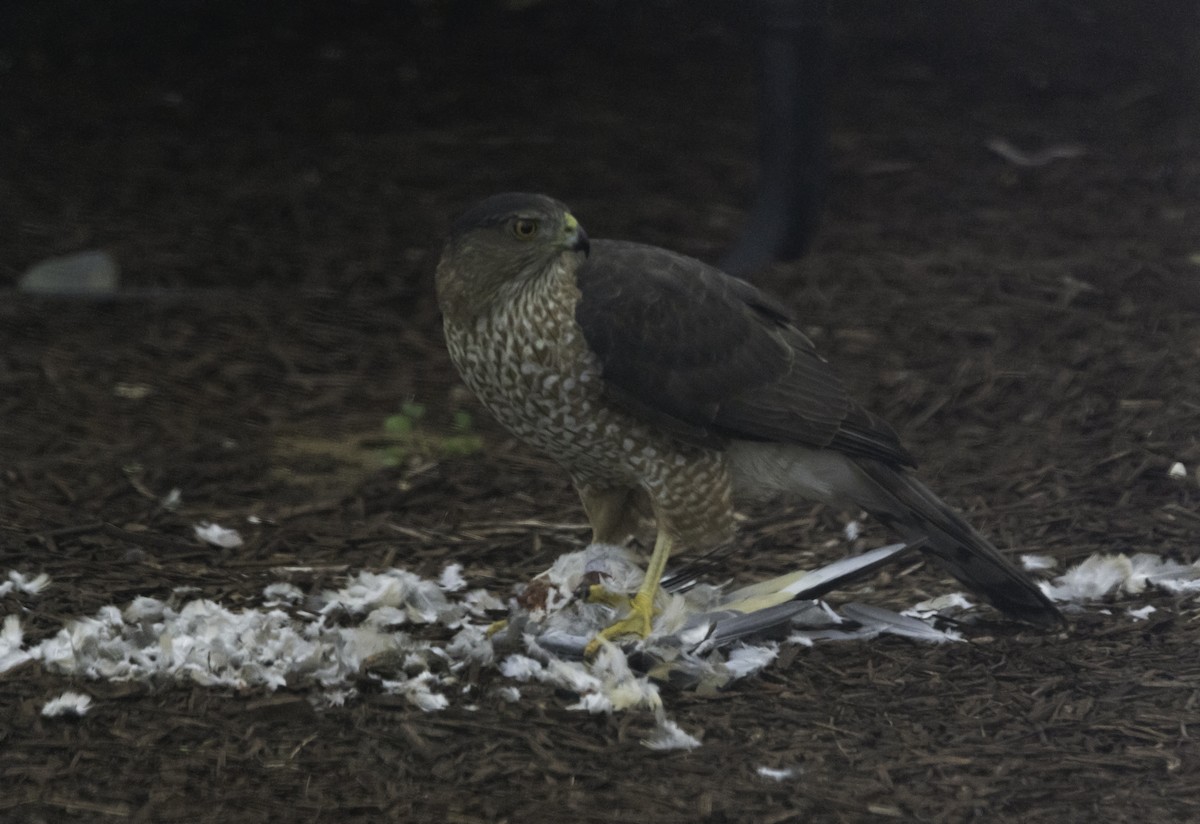 Cooper's Hawk - ML645816659