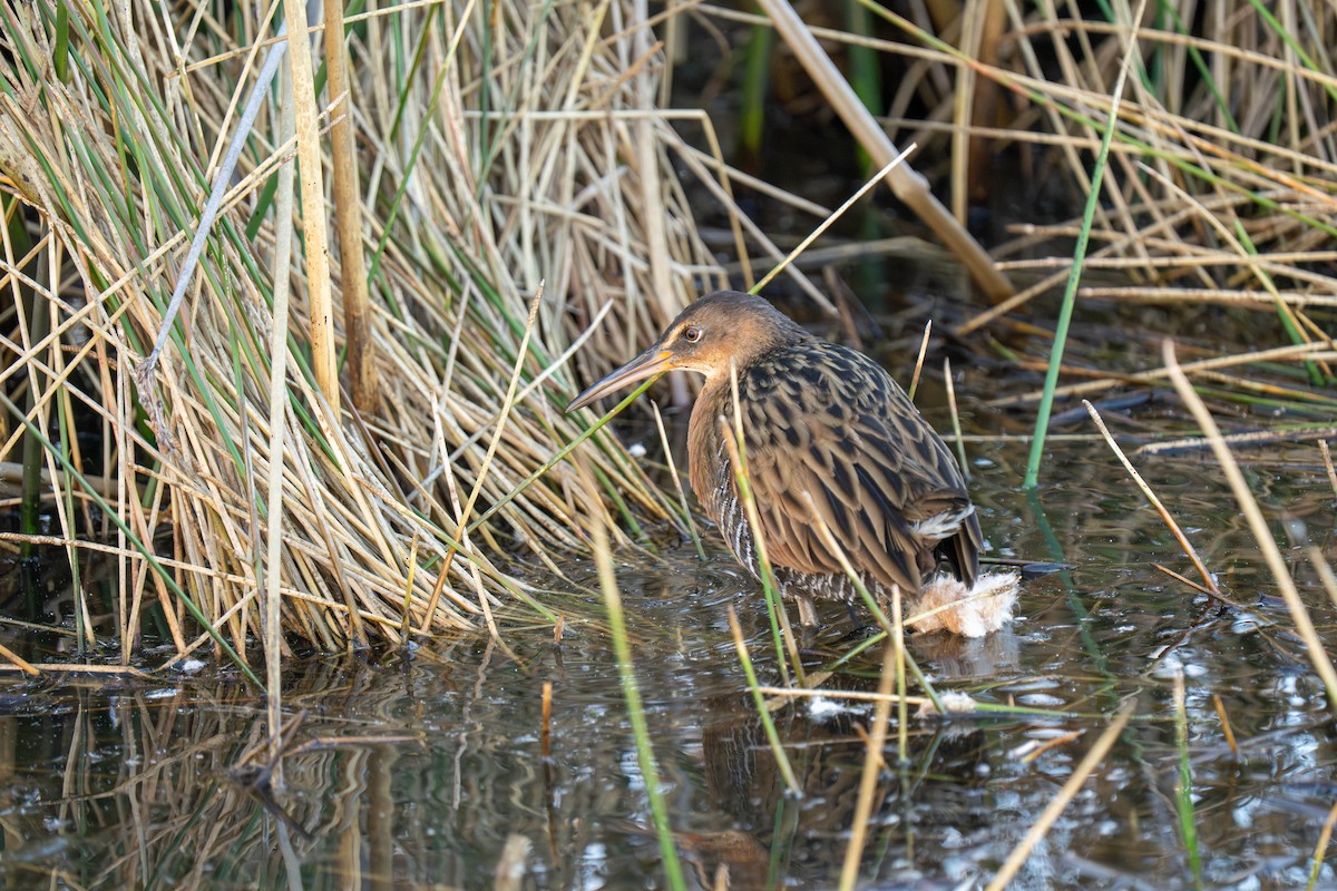 Königsralle - ML645816663