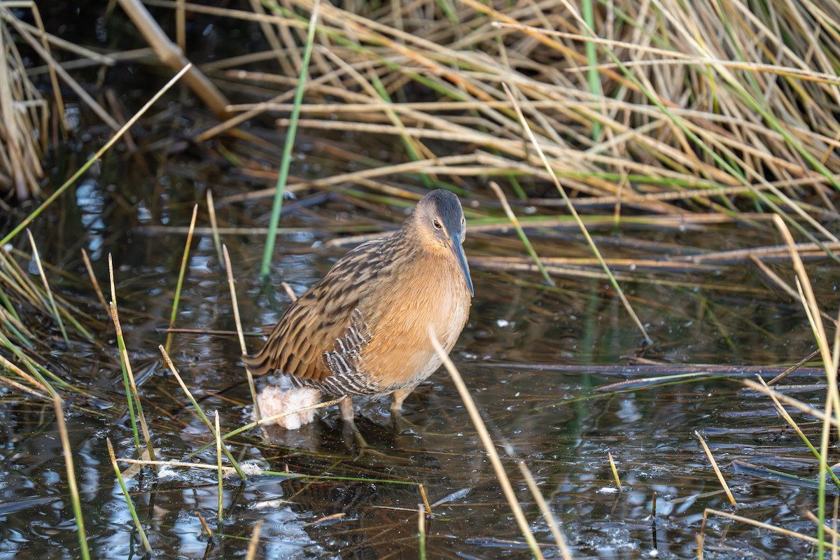 Königsralle - ML645816667