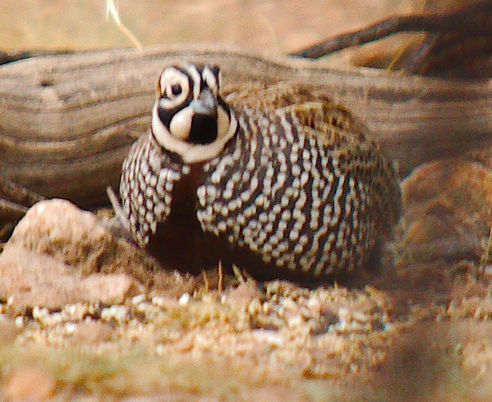 Montezuma Quail - ML645816669