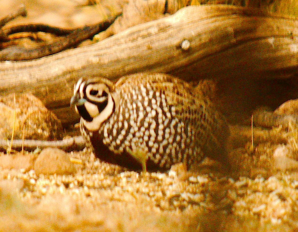 Montezuma Quail - ML645816670