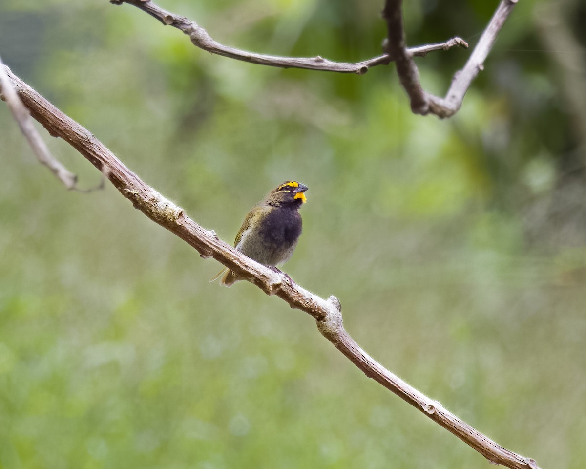 Yellow-faced Grassquit - ML645816676