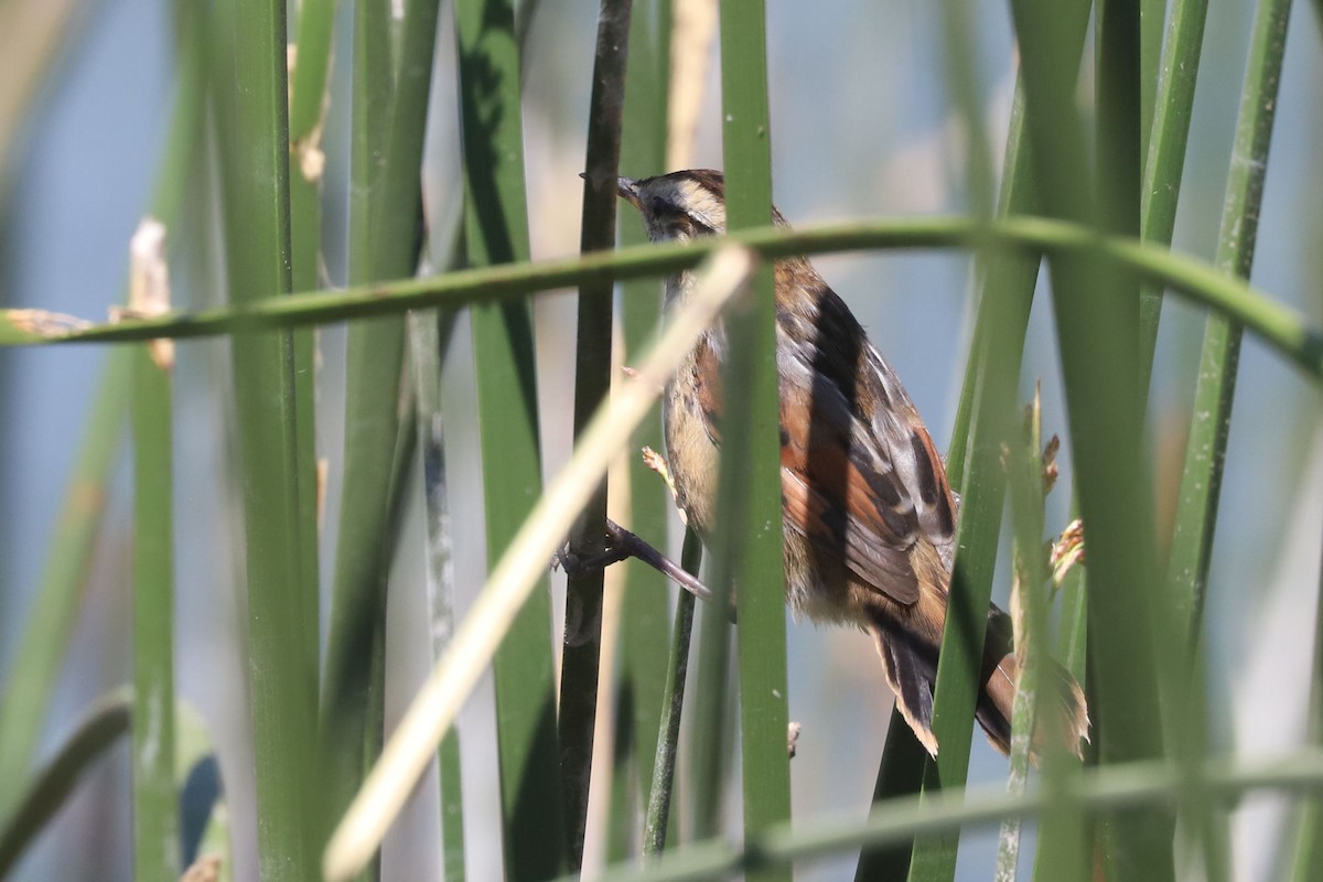 Junquero troglodyte - ML645816677