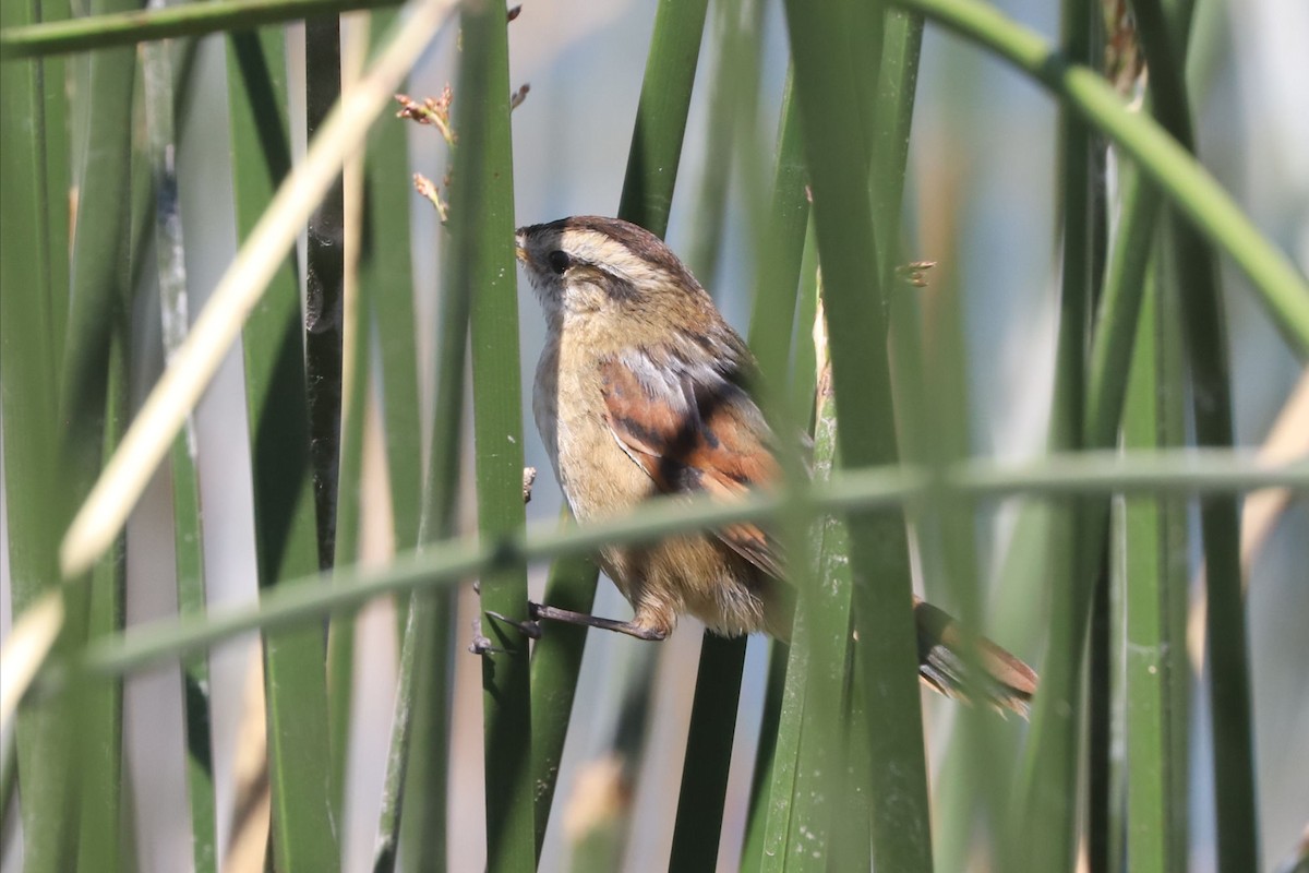 Junquero troglodyte - ML645816678