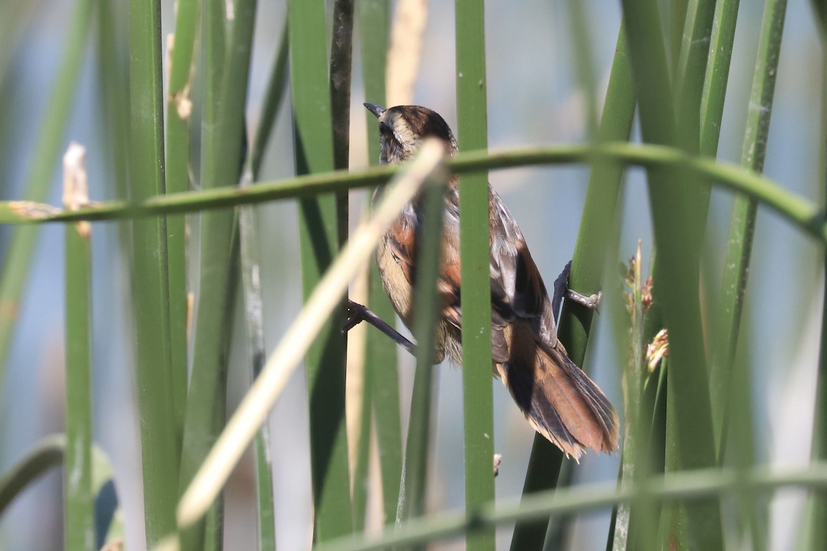 Junquero troglodyte - ML645816679