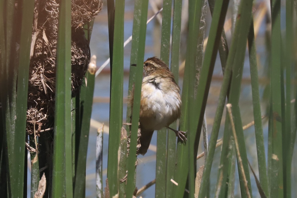 Junquero troglodyte - ML645816680