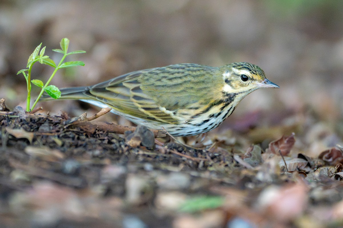 Yeşil Sırtlı İncirkuşu - ML645816682