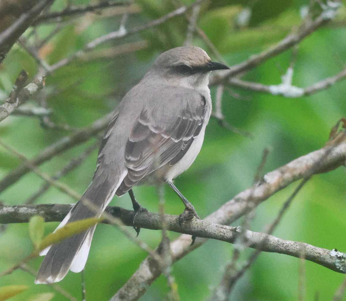 Tropenspottdrossel - ML645816690