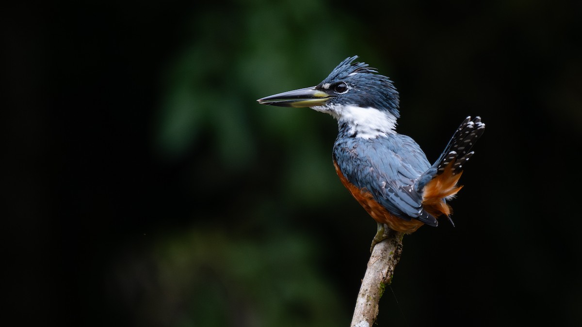 Rotbrustfischer - ML645816691