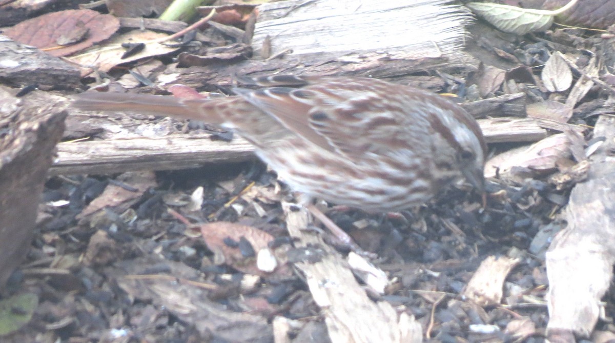 Singammer - ML645816692