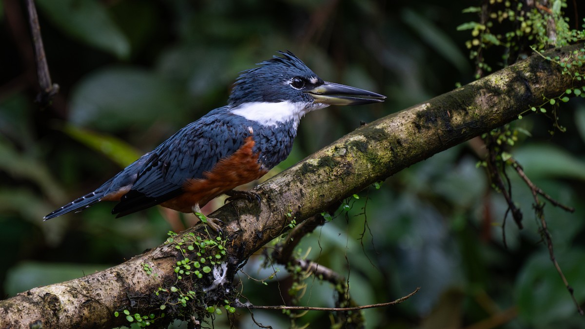 Rotbrustfischer - ML645816693