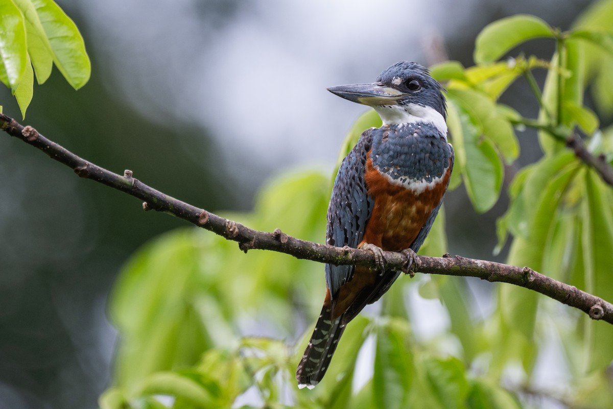 Rotbrustfischer - ML645816694