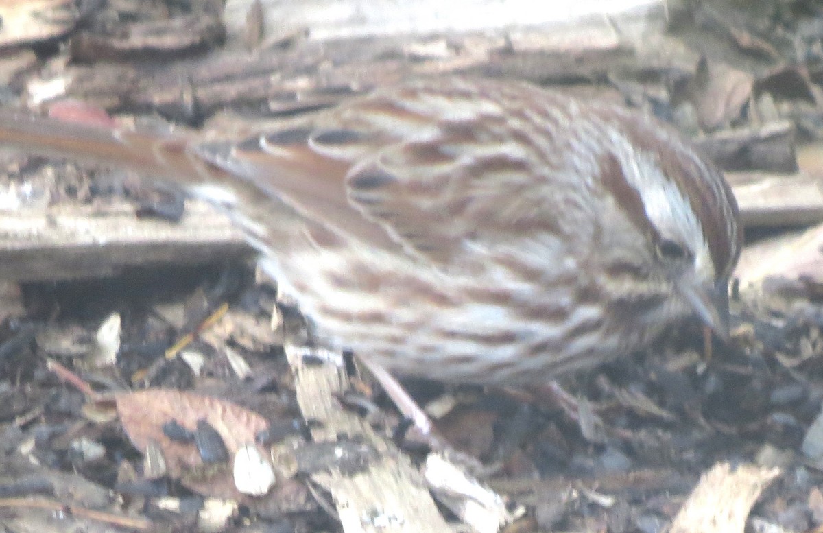 Singammer - ML645816695