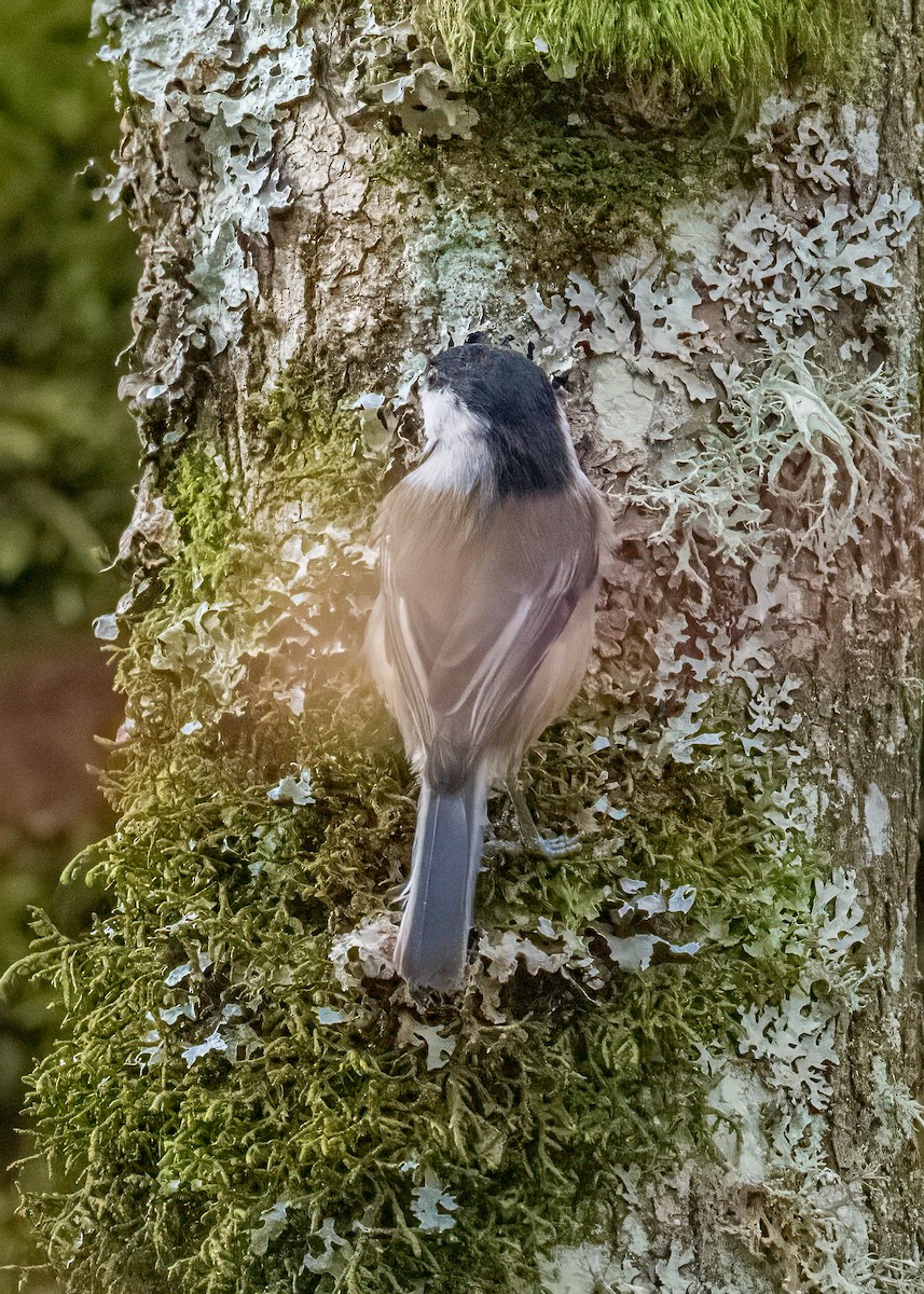 Schwarzkopfmeise - ML645816696