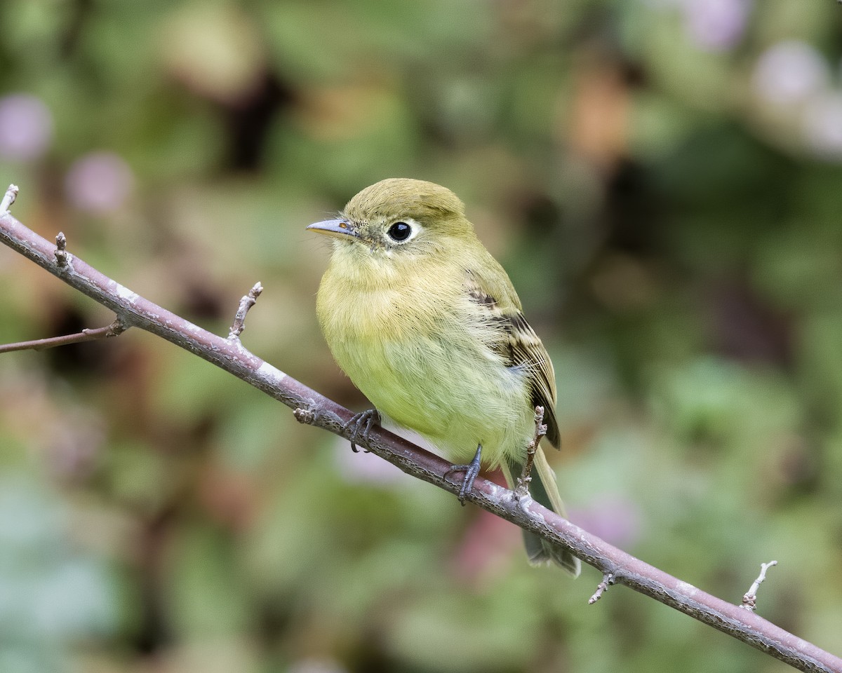 Sumpfschnäppertyrann - ML645816697