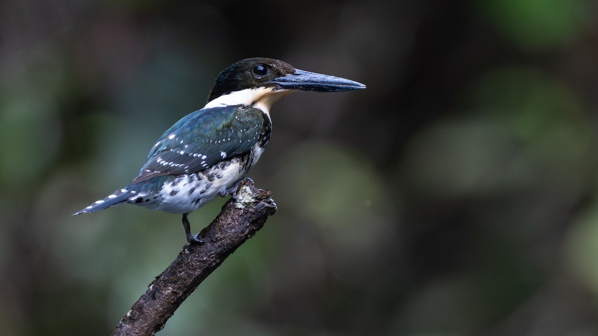 Grünfischer - ML645816699