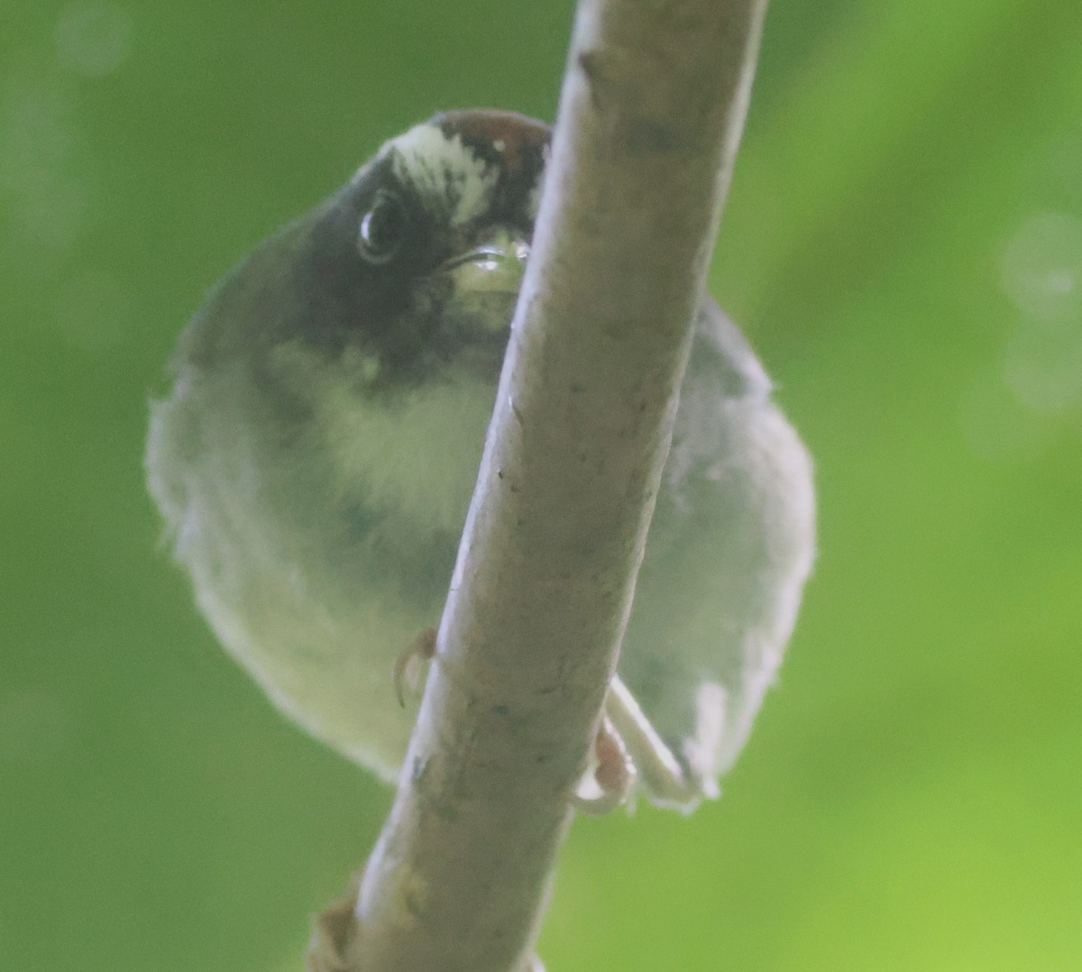 Braunkopf-Buschammer - ML645816700