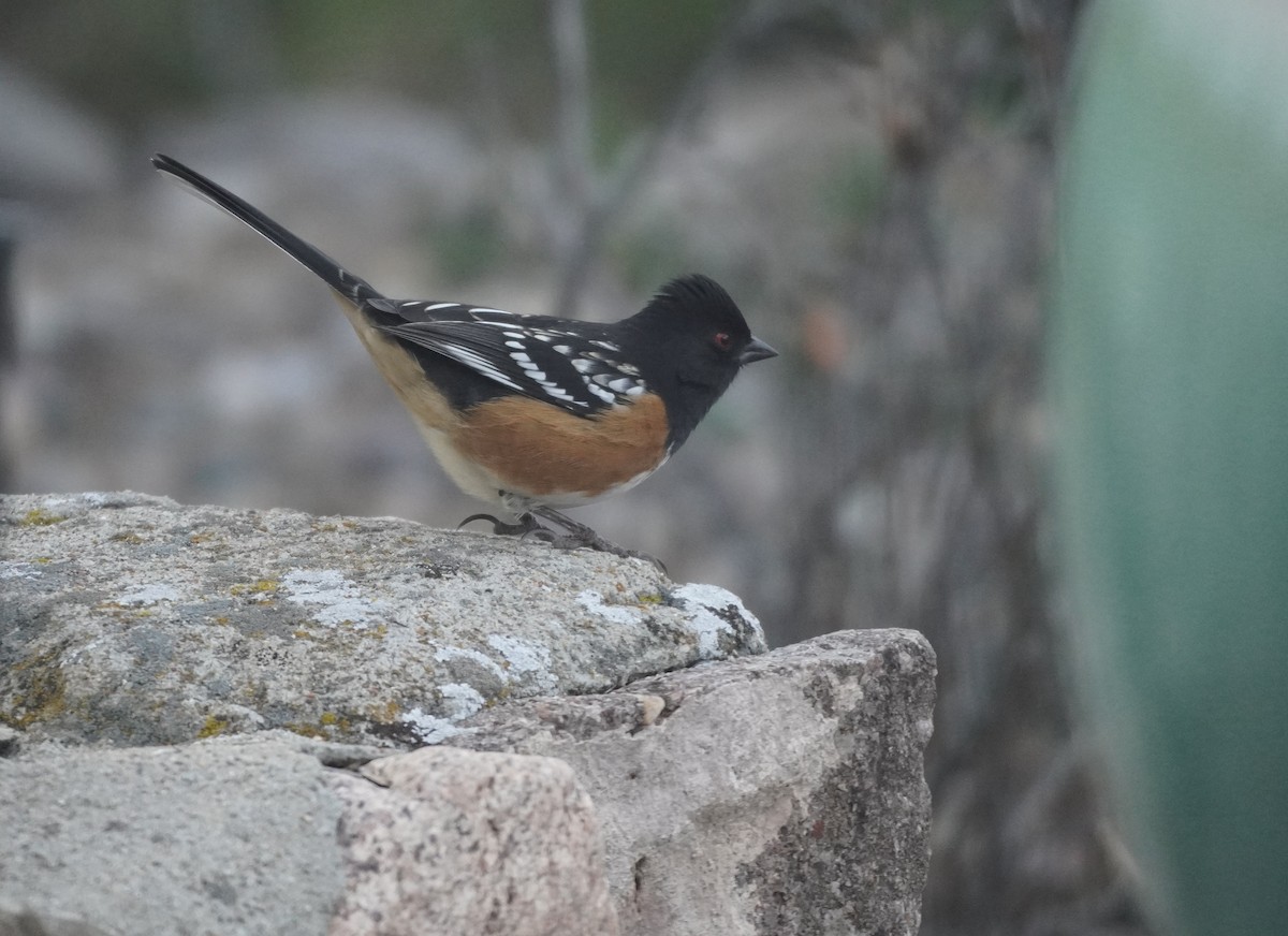 Fleckengrundammer - ML645816701