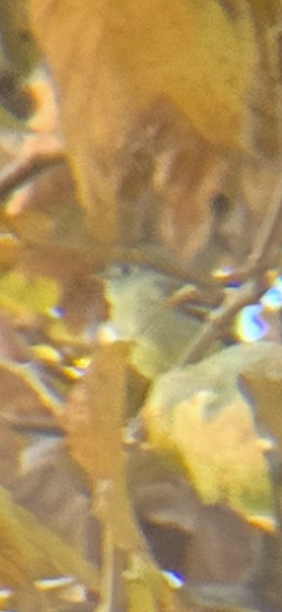 Hammond's Flycatcher - ML645816702