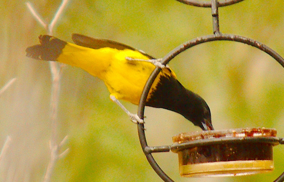 Kalifornientrupial - ML645816703