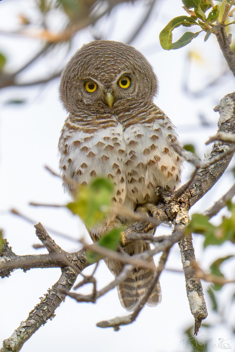 Kapzwergkauz - ML645816704