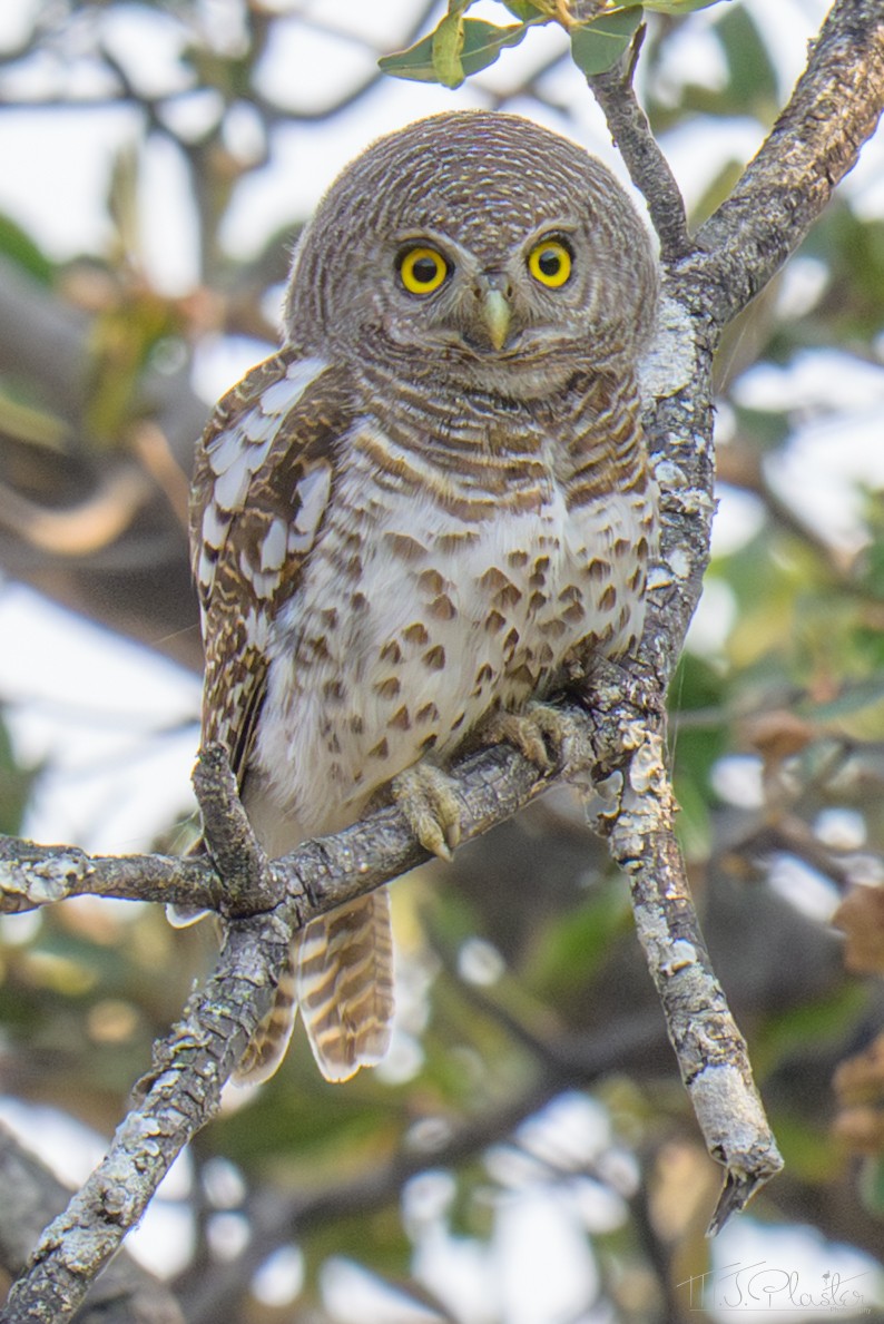 Kapzwergkauz - ML645816705