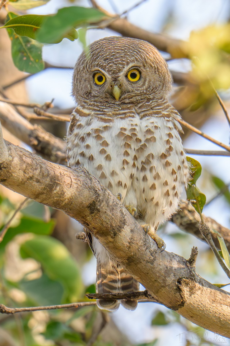 Kapzwergkauz - ML645816706