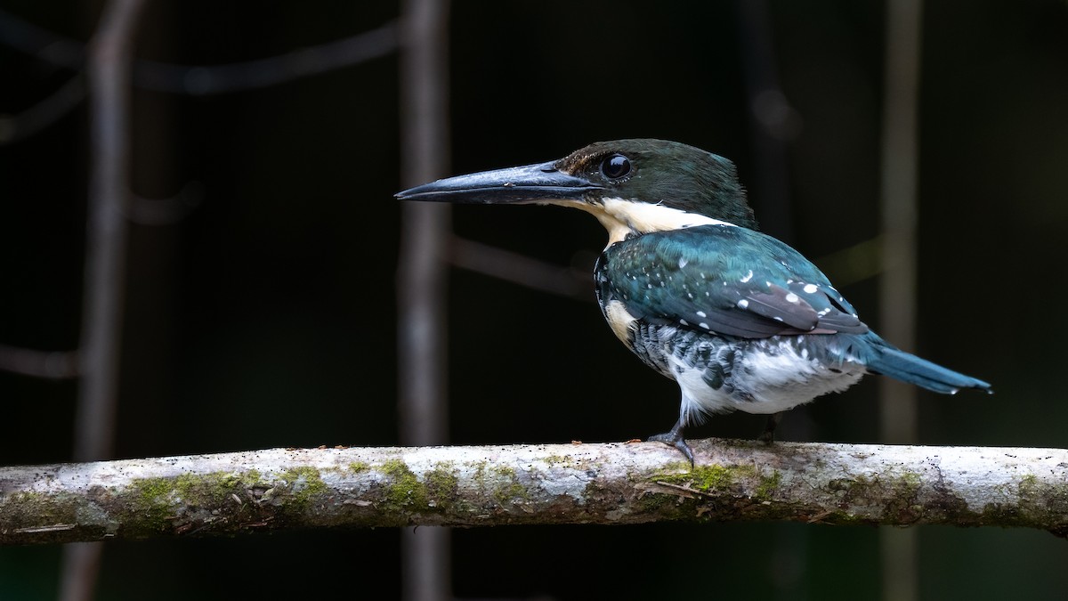 Grünfischer - ML645816707