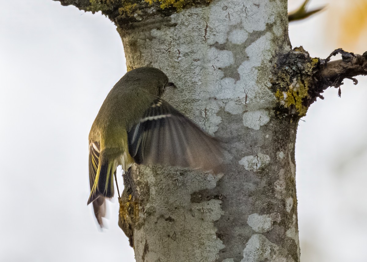 Rubingoldhähnchen - ML645816708