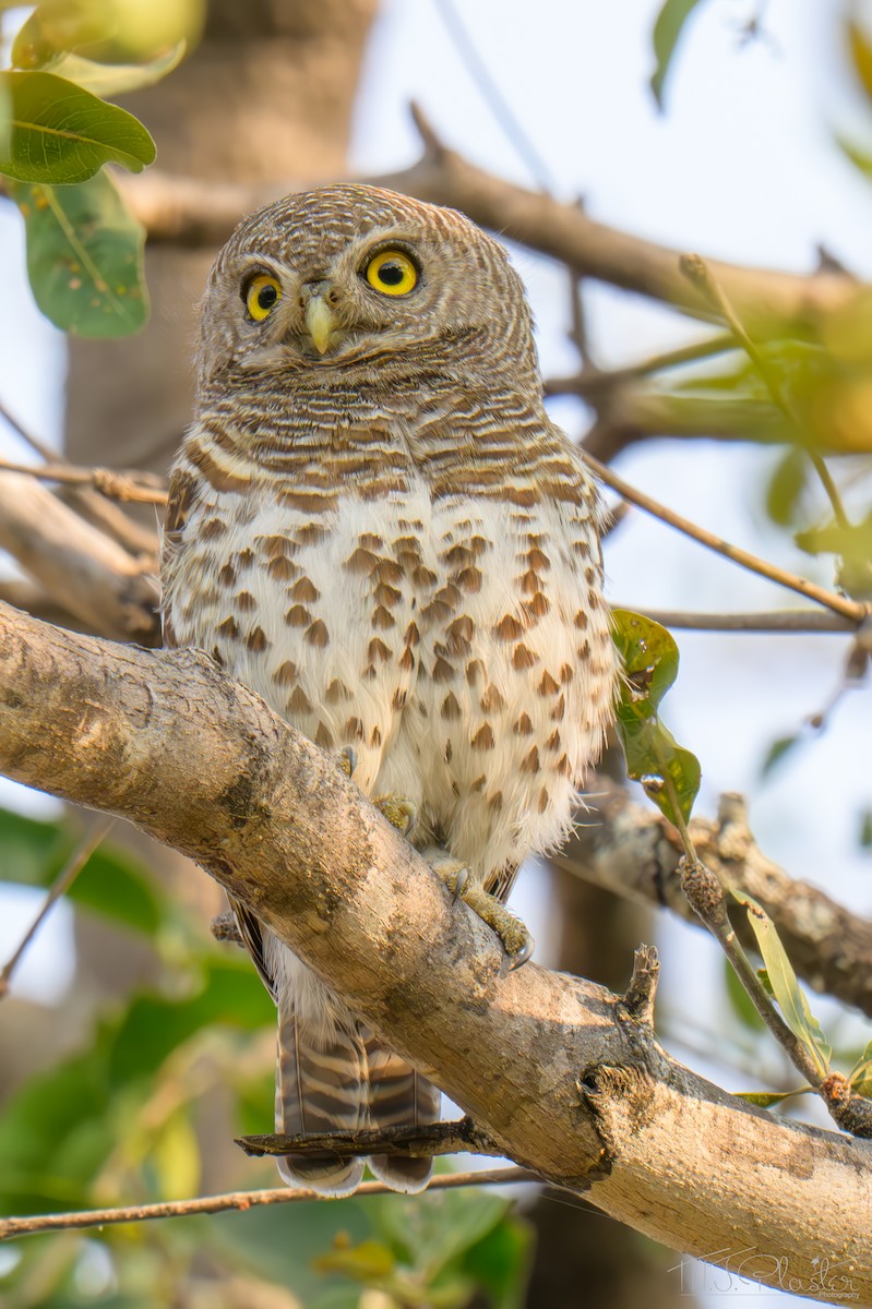 Kapzwergkauz - ML645816709