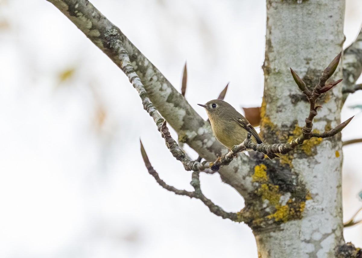 Rubingoldhähnchen - ML645816710