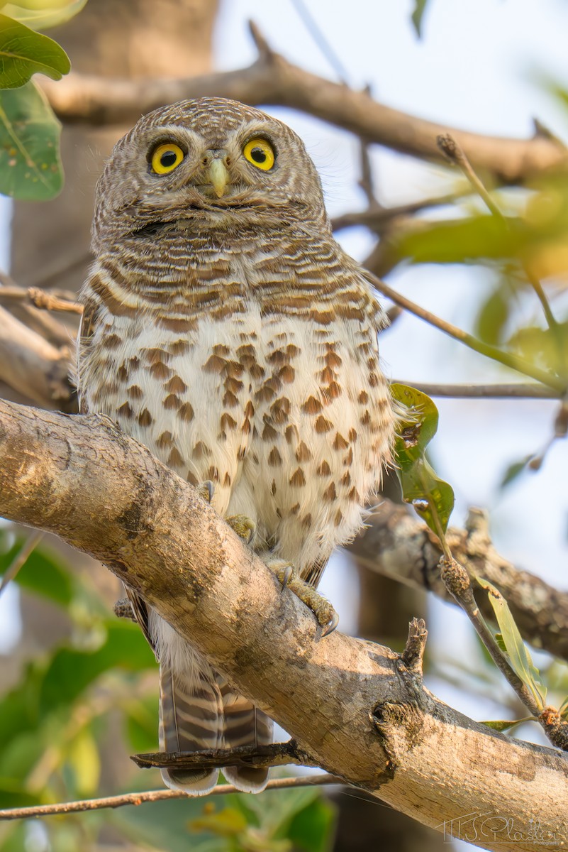 Kapzwergkauz - ML645816711