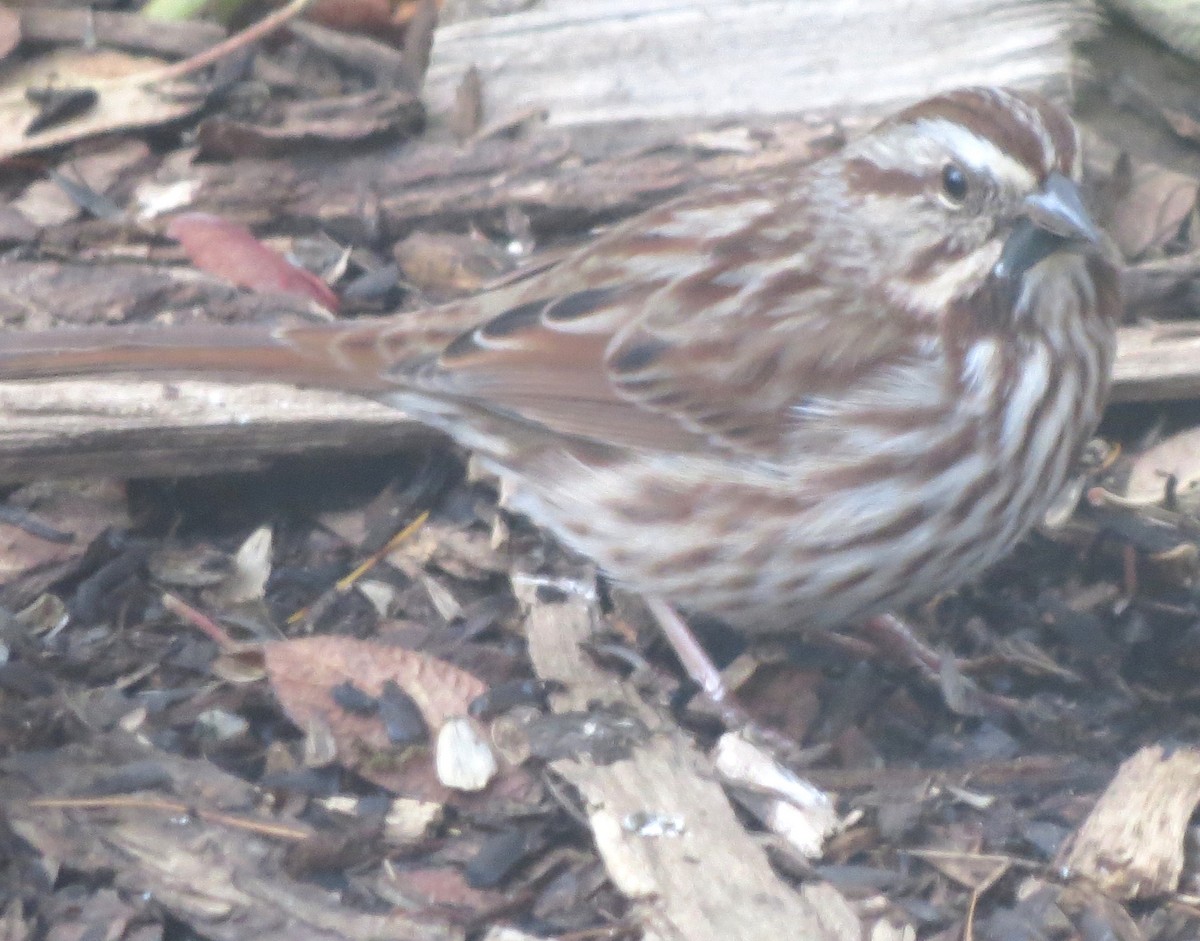 Singammer - ML645816713