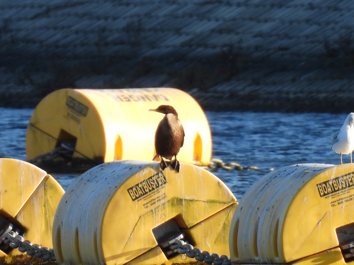 Ohrenscharbe - ML645816714