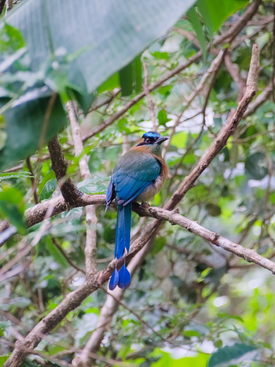 Diademmotmot - ML645816716