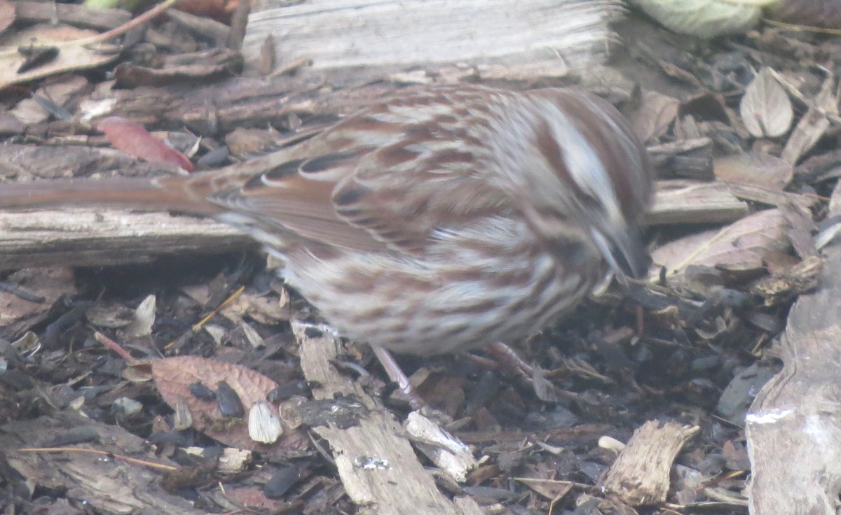 Singammer - ML645816717