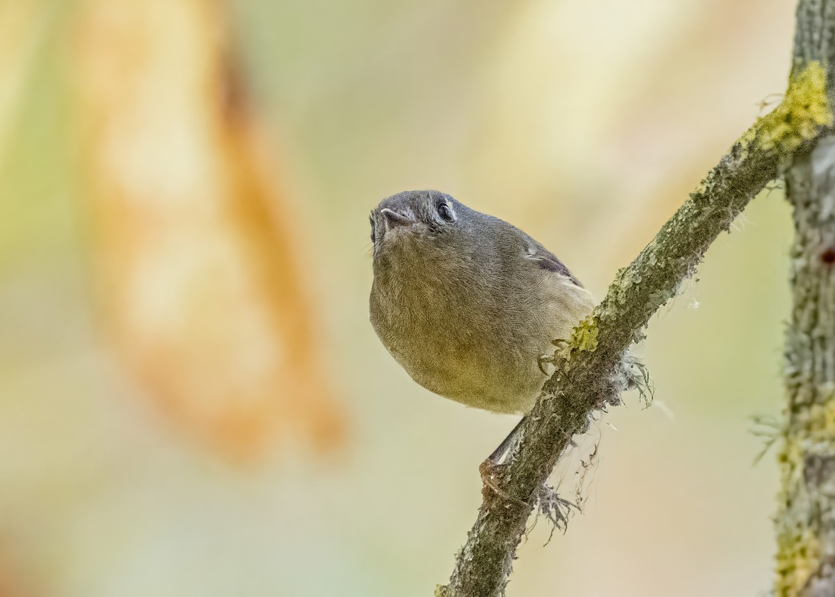 Rubingoldhähnchen - ML645816719