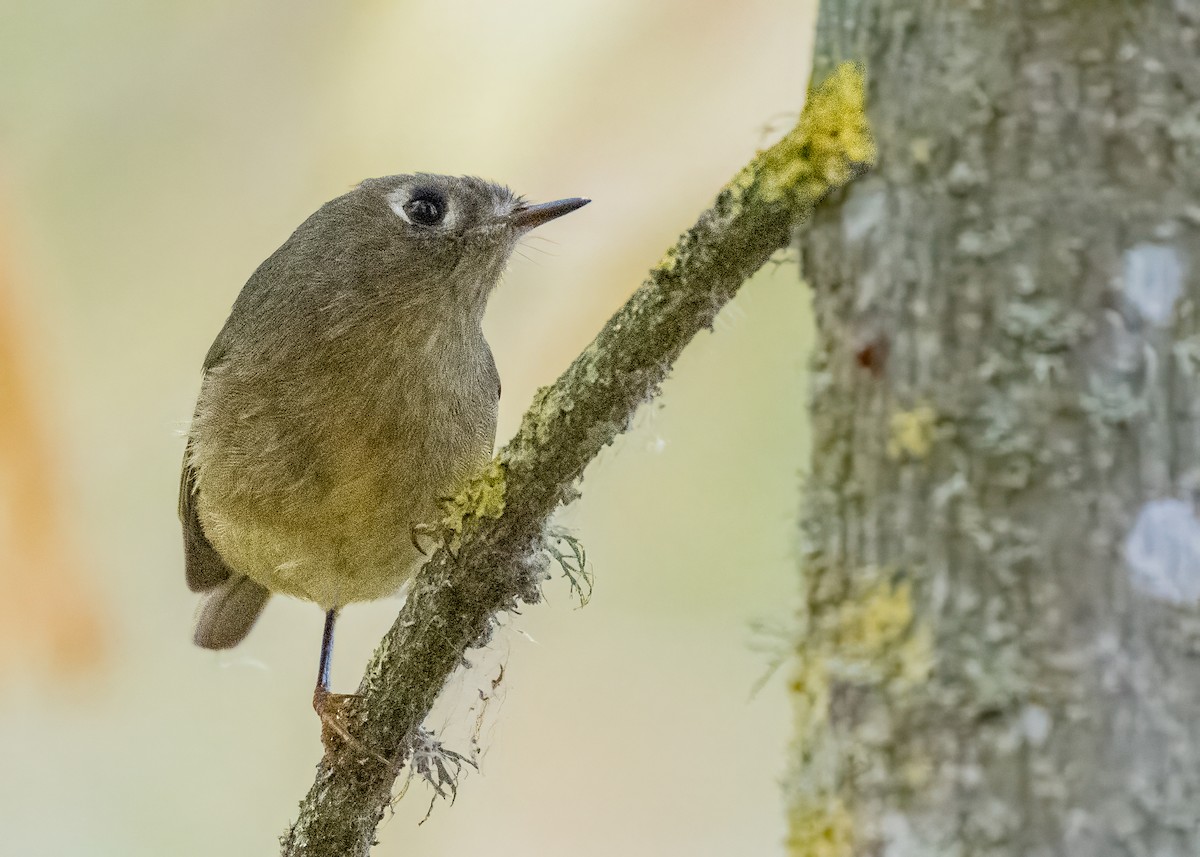 Rubingoldhähnchen - ML645816720