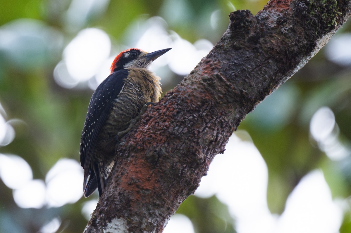 Schläfenfleckspecht - ML645816721