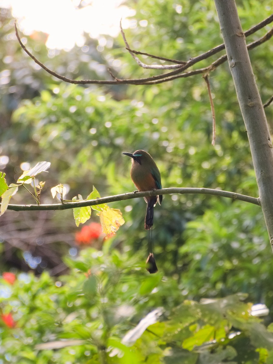 Turquoise-browed Motmot - ML645816724