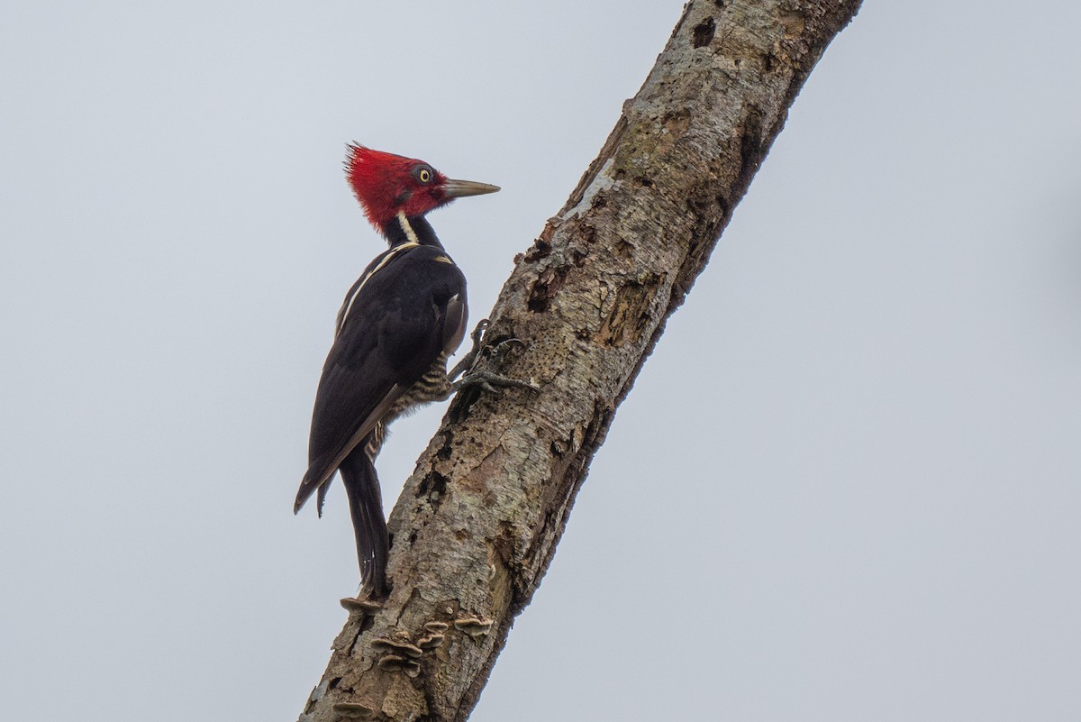 Pale-billed Woodpecker - ML645816726