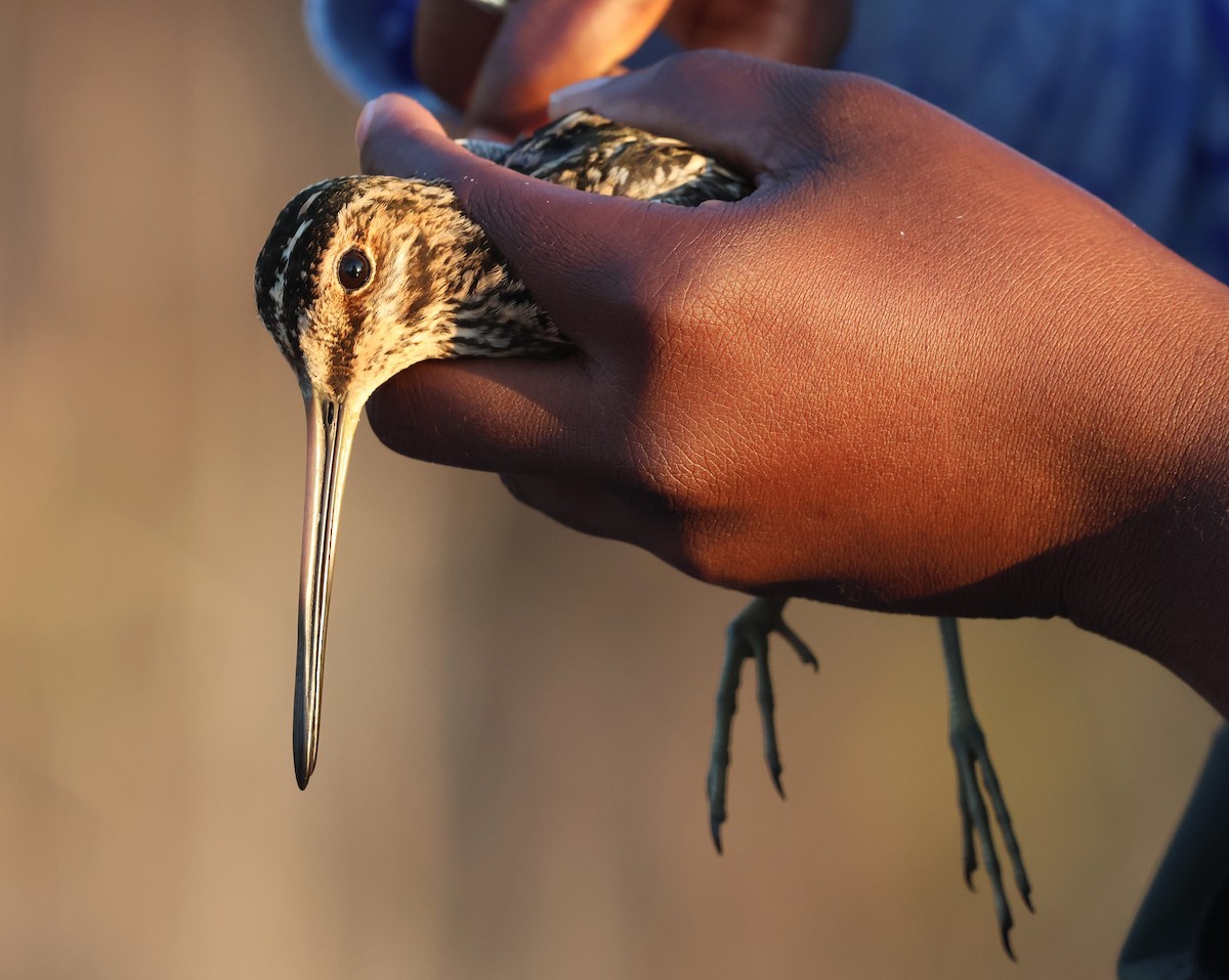 Wilson's Snipe - ML645816733