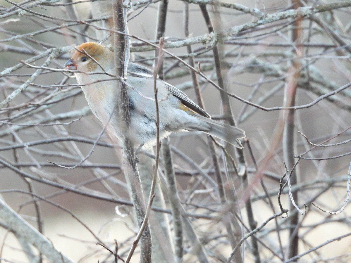 ギンザンマシコ - ML645816735