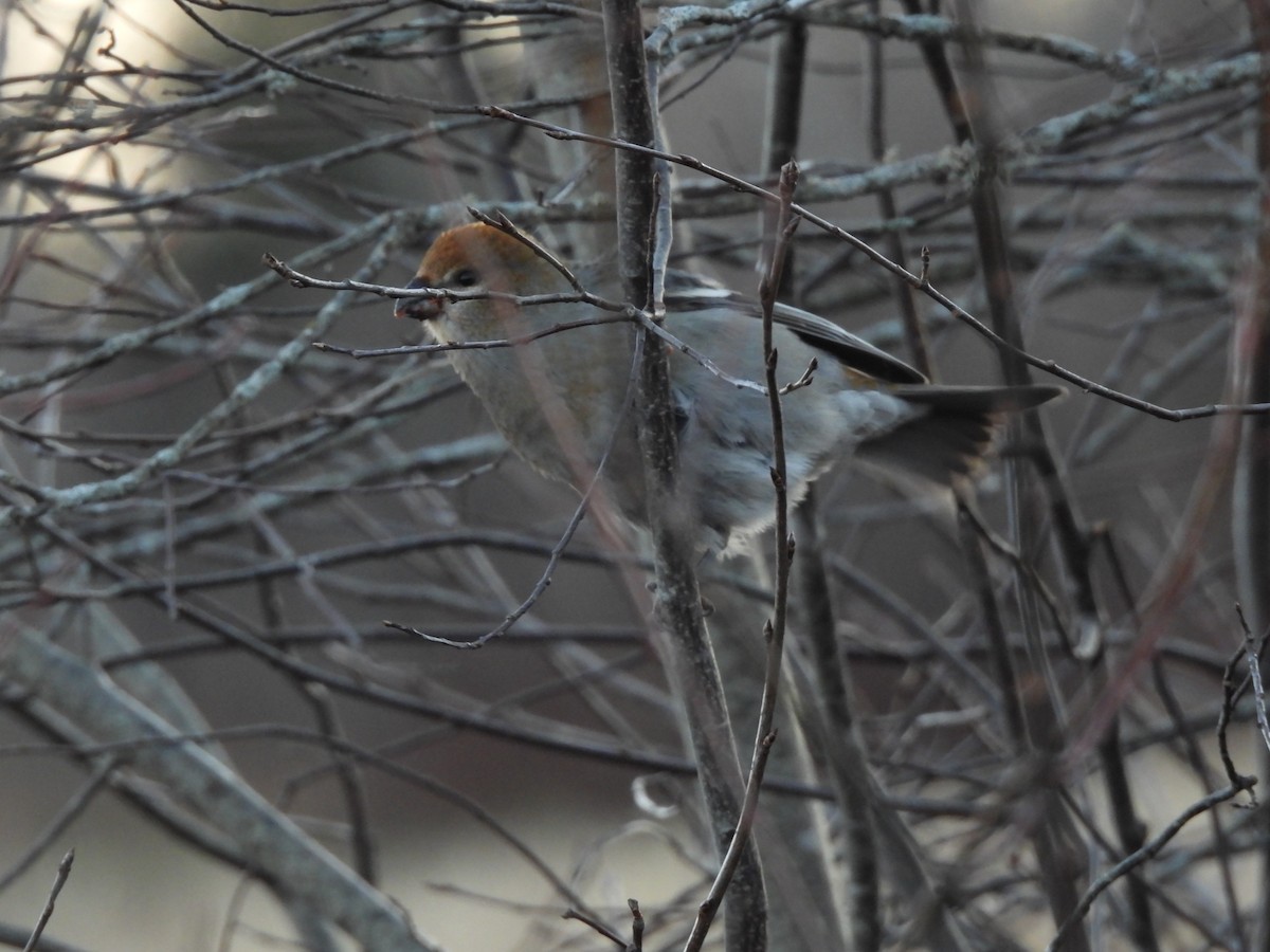 ギンザンマシコ - ML645816736