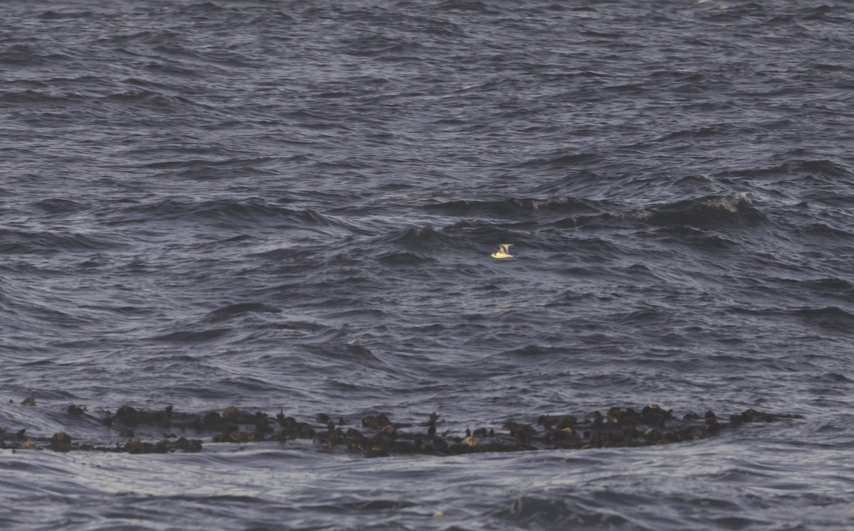 krykkje - ML645816741