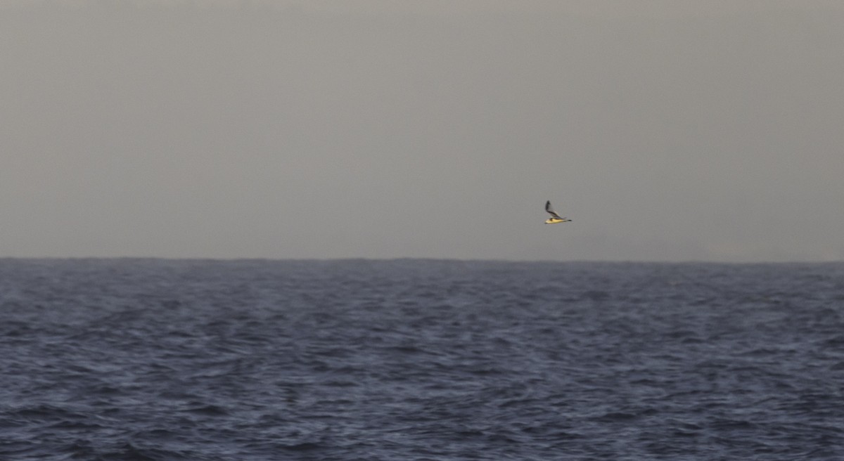 krykkje - ML645816742