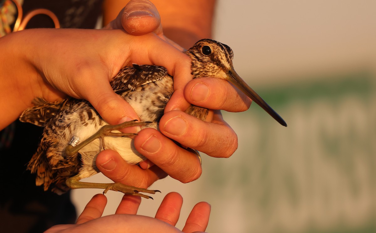 Wilson's Snipe - ML645816744