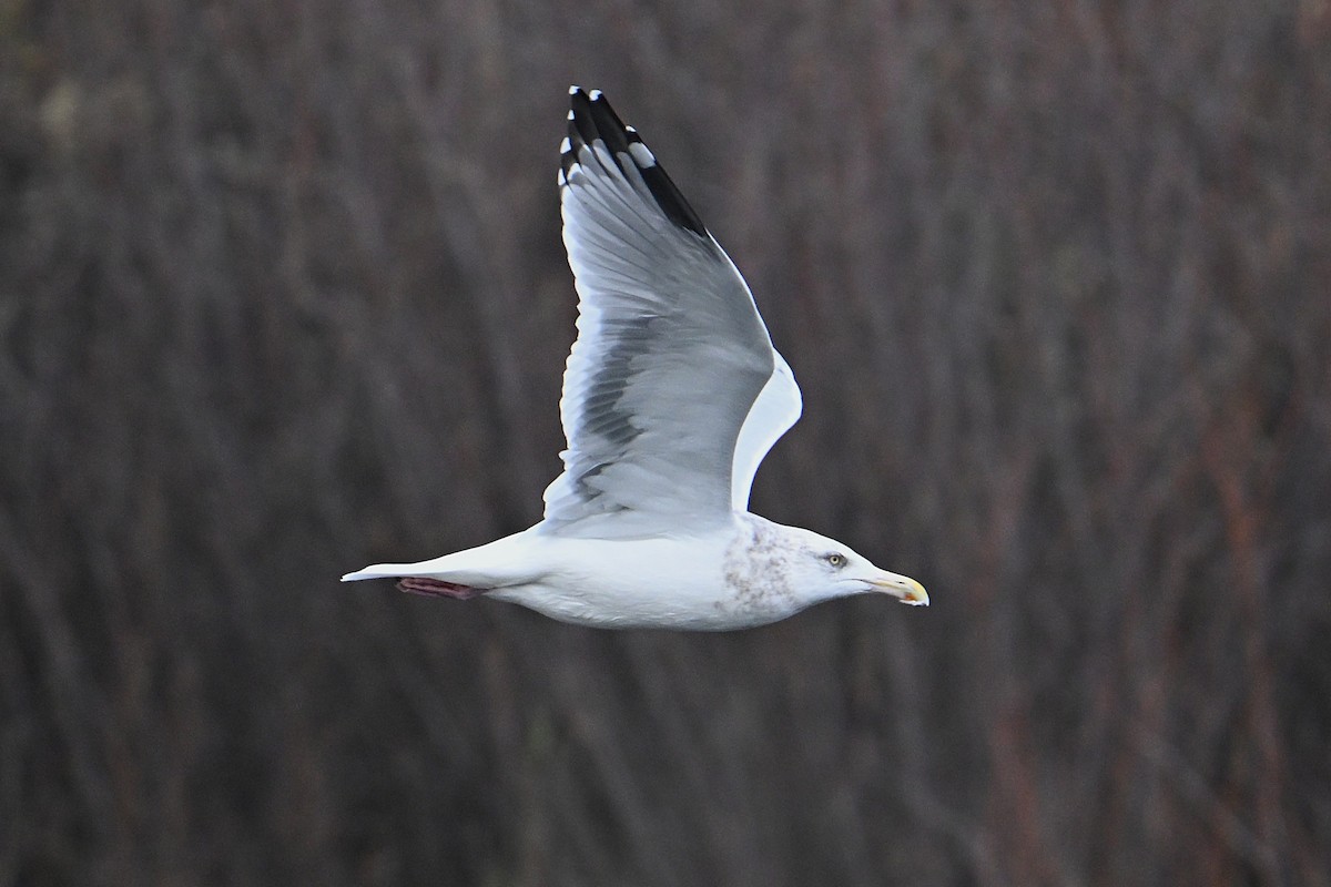 American Herring Gull - ML645816789